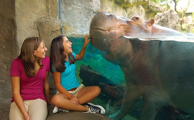 Two guests smile at a hippo at Busch Gardens Tampa Bay