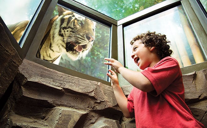 A young Busch Gardens guest imitates a tiger