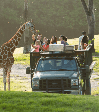 Serengeti Safari Upgrade 