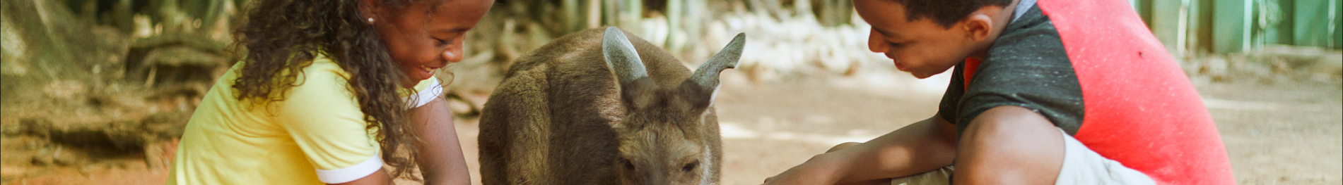 Animal Experiences at Busch Gardens Tampa Bay.