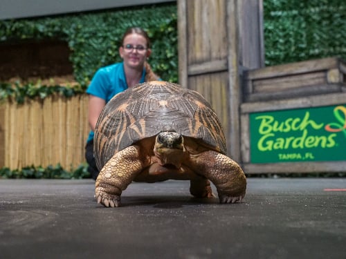 Busch Gardens Animal Tales