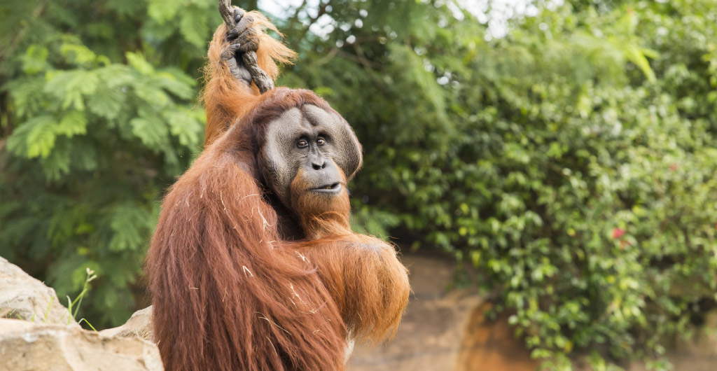 Orangutan