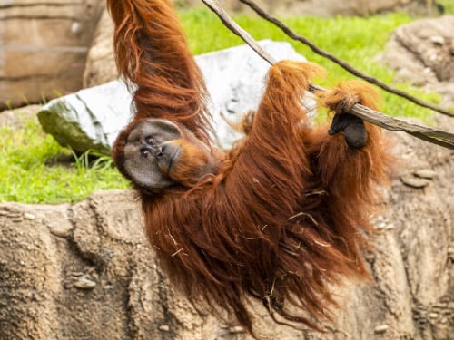 Orangutan swinging on a rope