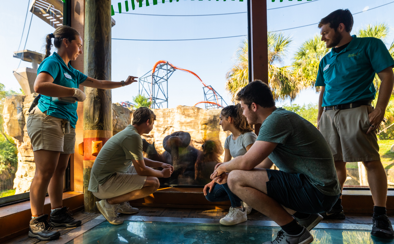 Orangutan Insider Tour at Busch Gardens Tampa Bay.