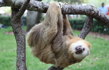 Sloth hanging from a log at Busch Gardens