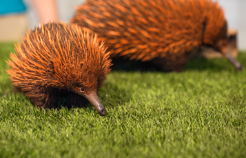 Sydney, an Echidna Puggle