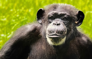 Busch Gardens Tampa's beloved chimp Samantha