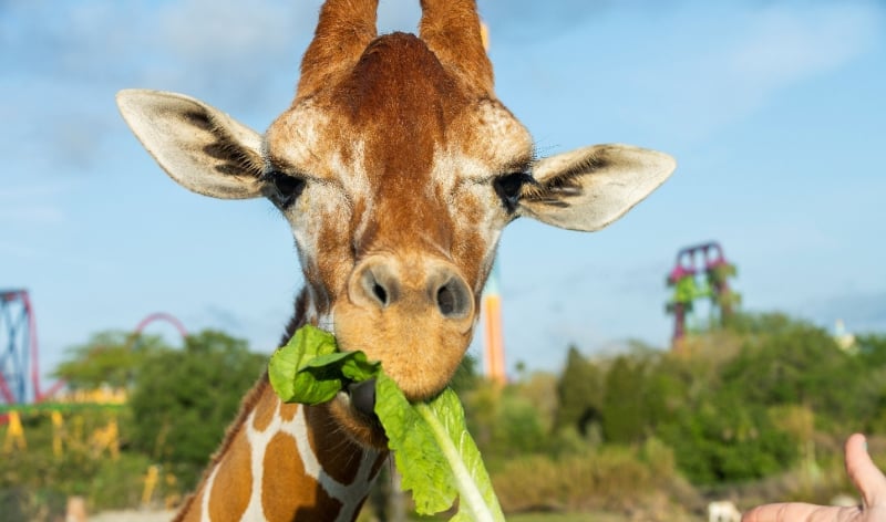 Give the gift of an Animal Interaction or Tour for Father's Day at Busch Gardens Tampa Bay.