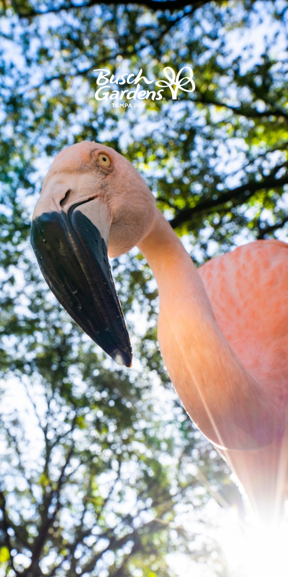 Busch Gardens Tampa Bay Celebrates National Zoo and Aquarium Month with phone wallpapers of your favorite animals.