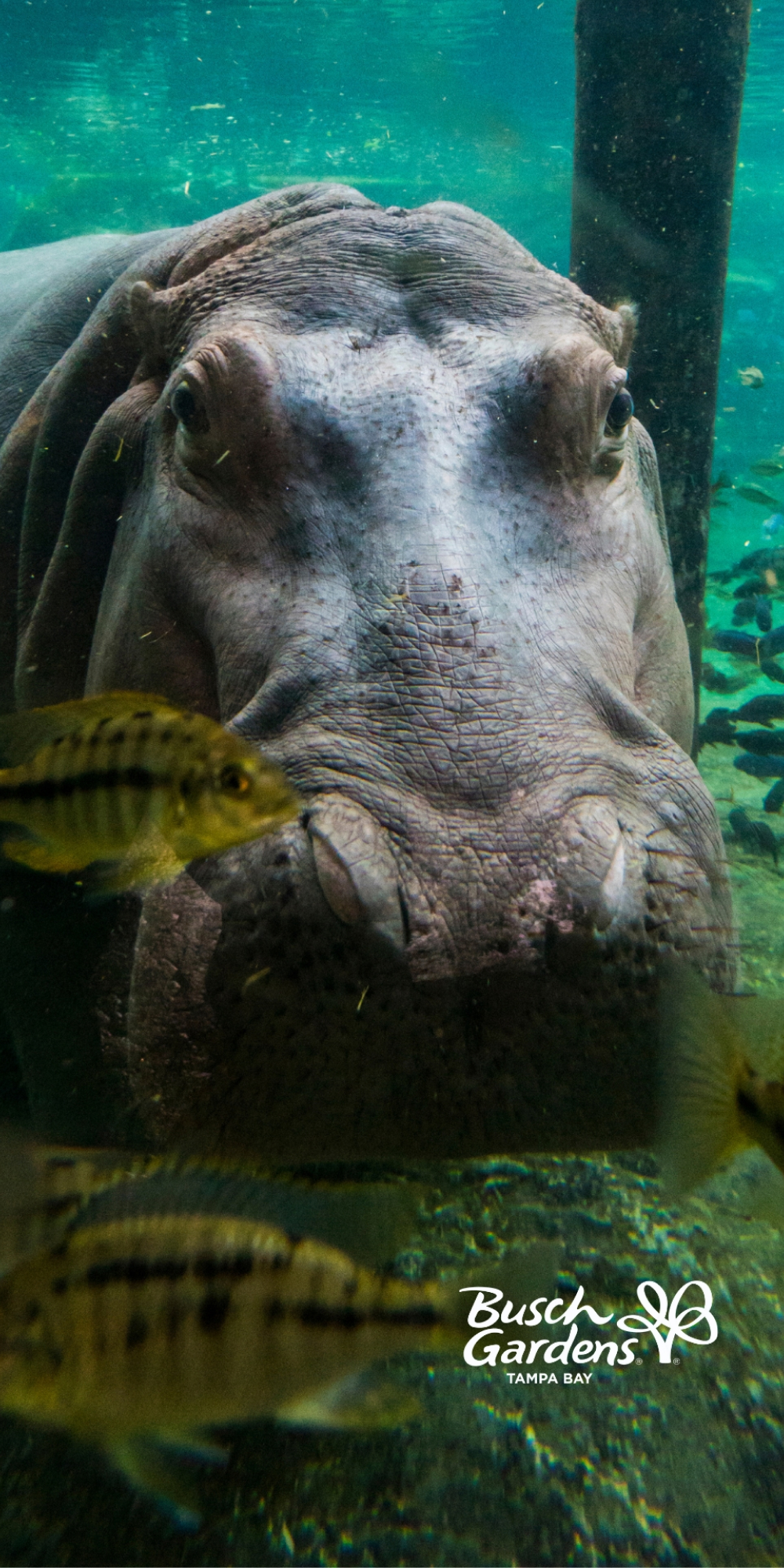 Busch Gardens Tampa Bay Celebrates National Zoo and Aquarium Month with phone wallpapers of your favorite animals.
