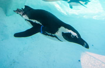 Busch Gardens Tampa Bay Celebrates National Zoo and Aquarium Month with phone wallpapers of your favorite animals.