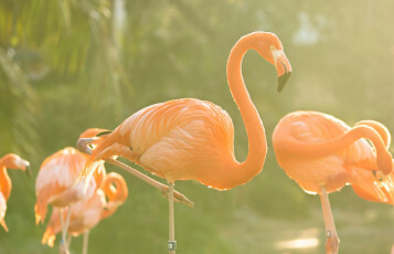 Flamingos at Busch Gardens Tampa Bay.