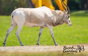 Sights on the Serengeti when you take a VIP Tour at Busch Gardens Tampa Bay. 