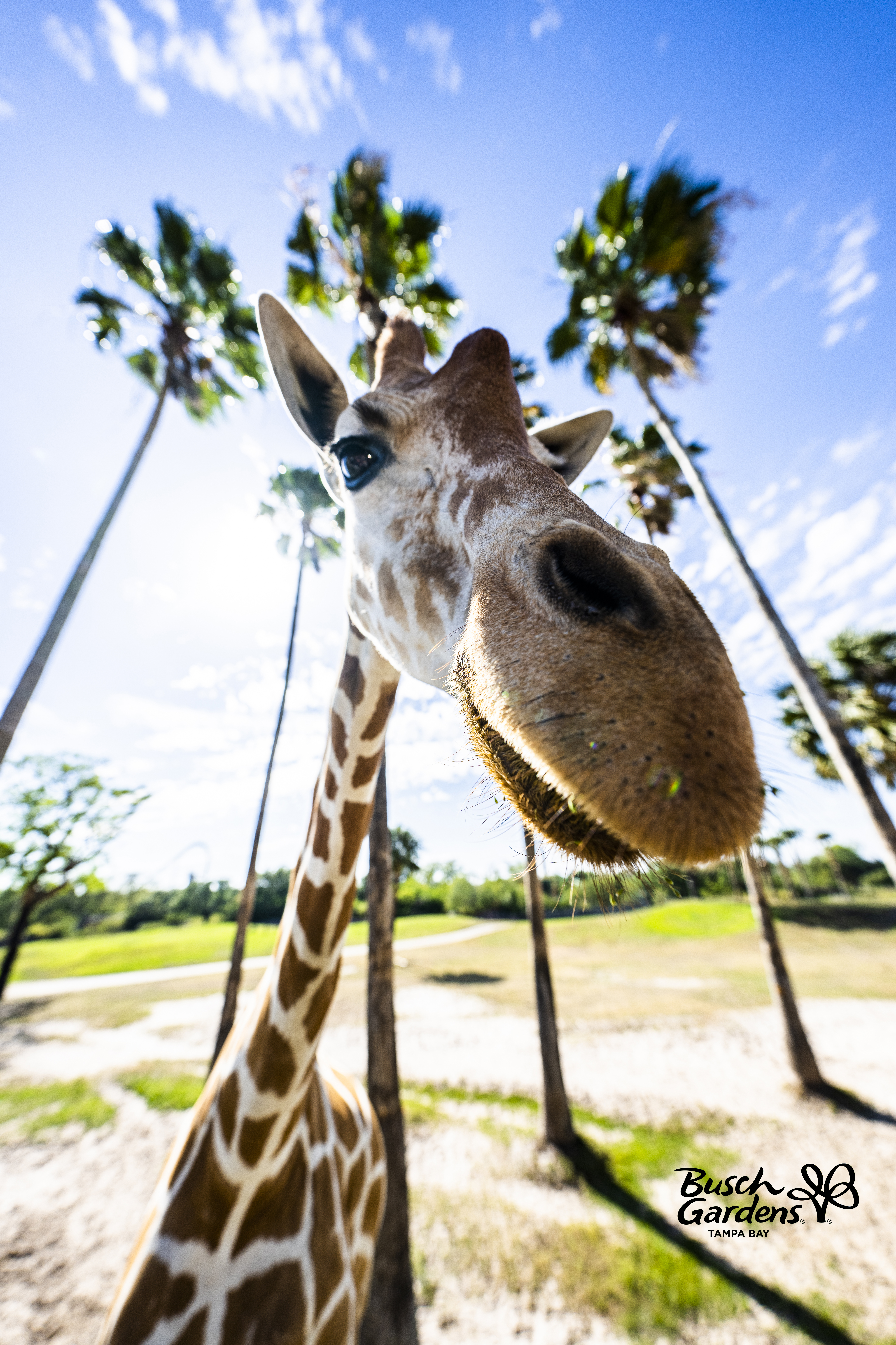 Serengeti Adventures at Busch Gardens Tampa Bay.