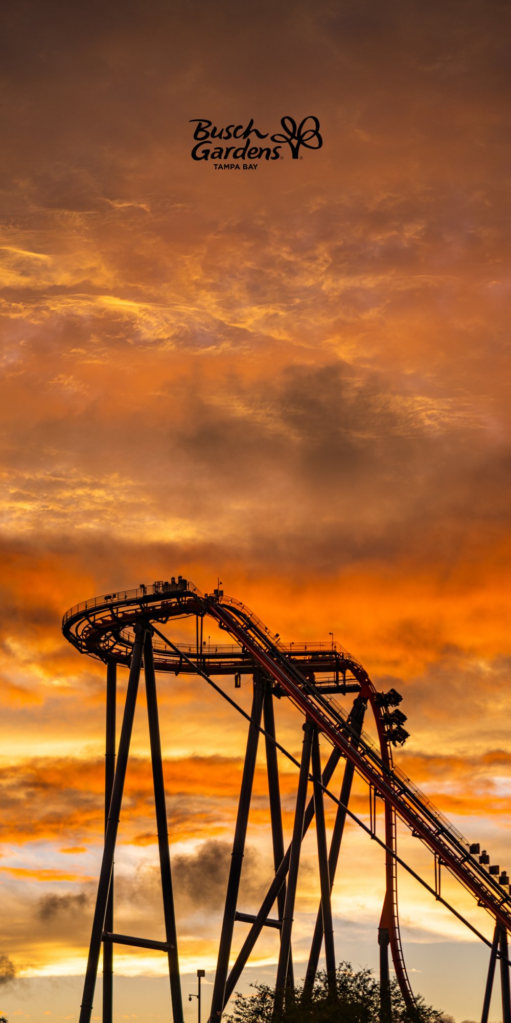 ShieKra in the sunset during Summer Nights at Busch Gardens Tampa Bay.