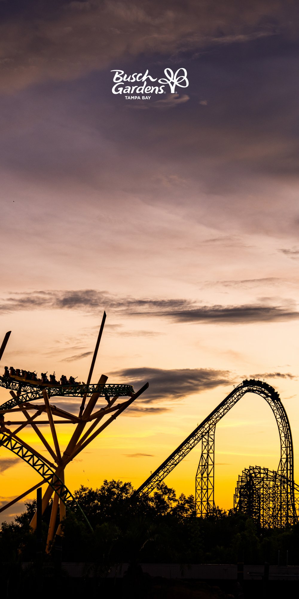 Cheetah Hunt in the sunset during Summer Nights at Busch Gardens Tampa Bay.