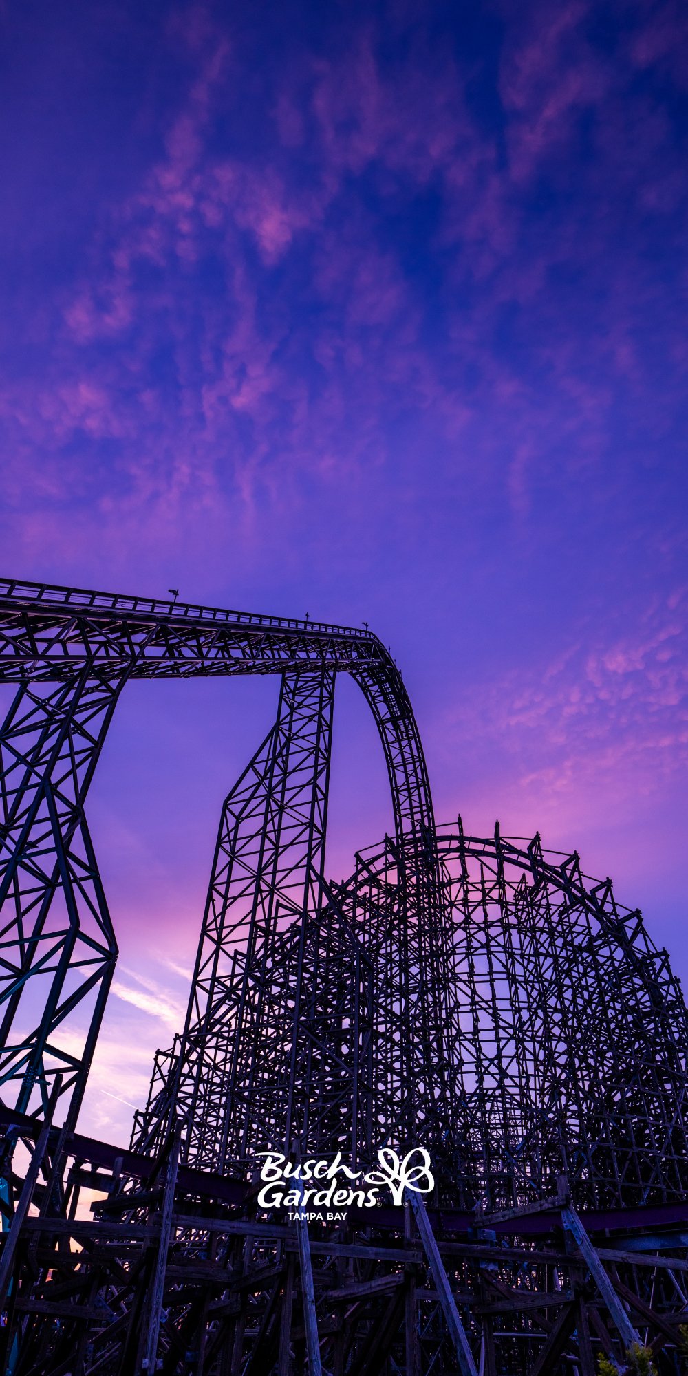 Iron Gwazi in the sunset during Summer Nights at Busch Gardens Tampa Bay.