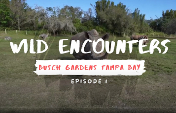 Wild Encounters Episode 1 at Busch Gardens Tampa Bay.