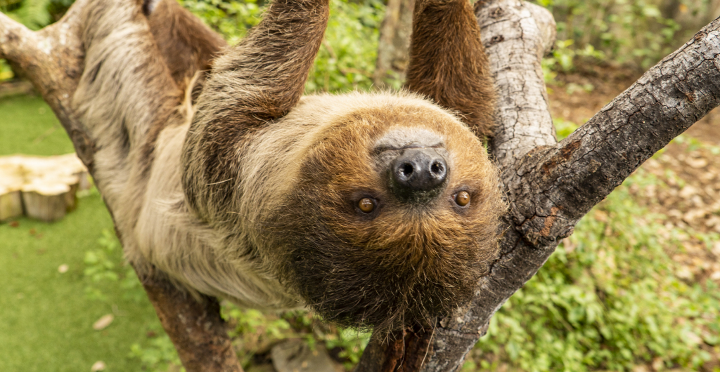 Classroom Presentation offerings from Busch Gardens Tampa Bay.