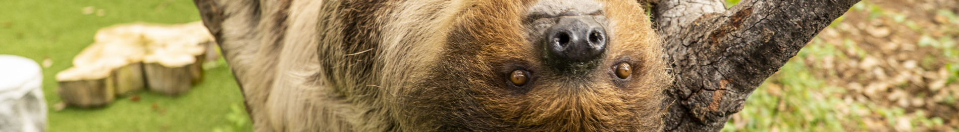 Classroom Presentation offerings from Busch Gardens Tampa Bay.