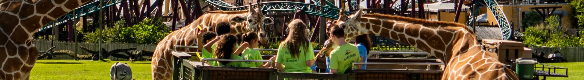 Overnight camps at Busch Gardens Tampa Bay.