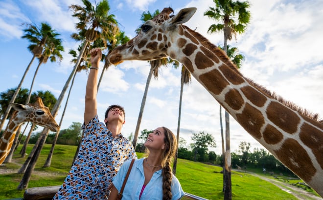 Feeding a Giraffe at Busch Gardens Tampa Bay.