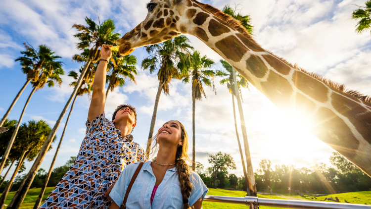 Award winning Serengeti Safari tour at Busch Gardens Tampa Bay.