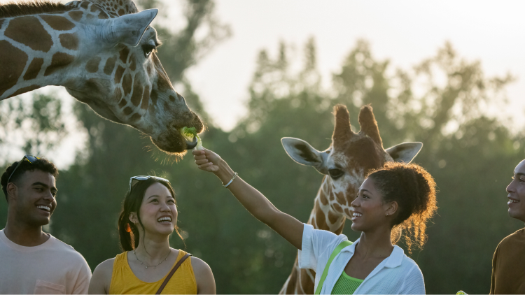 Award winning Serengeti Safari tour at Busch Gardens Tampa Bay.