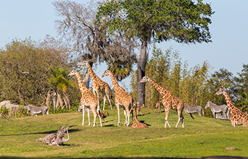 See the Serengeti Plains at Busch Gardens Tampa Bay