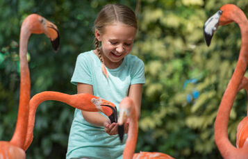 Animal Connections at Busch Gardens Tampa Bay