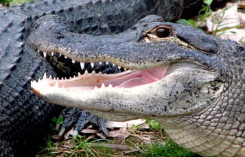 See Alligators, Snakes & Reptiles
