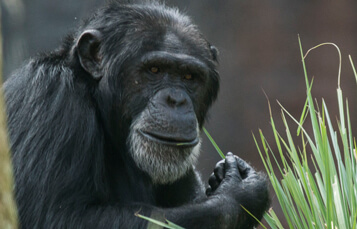 Chimpanzees at Busch Gardens Tampa Bay