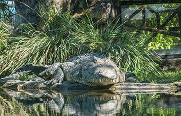 See the Crocodile at Busch Gardens Tampa Bay