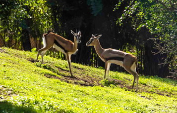 Grants Gazelles at Busch Gardens Tampa Bay