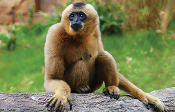 See the Gibbon at Busch Gardens Tampa Bay