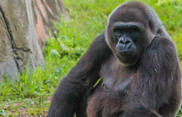 Gorillas at Busch Gardens Tampa Bay