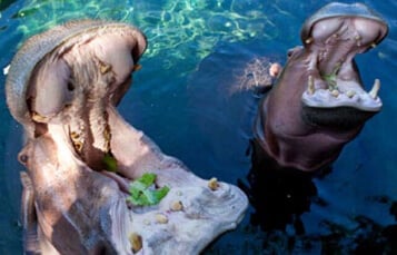 Hippos at Busch Gardens Tampa Bay