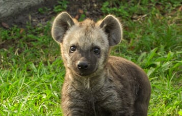Hyenas at Busch Gardens Tampa Bay