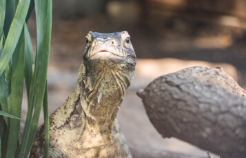 See Komodo Dragons at Busch Gardens Tampa Bay