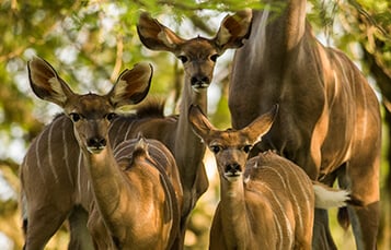 See the Kudu at Busch Gardens Tampa Bay