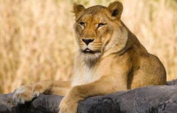 Lions at Busch Gardens Tampa Bay