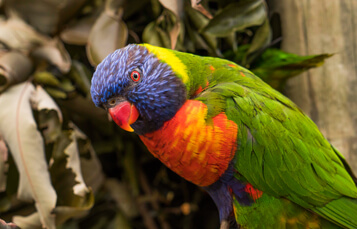 Lorikeets at Busch Gardens Tampa Bay