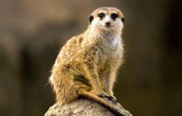 Meerkats at Busch Gardens Tampa Bay