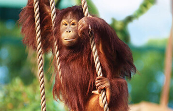 Bornean Orangutans at Busch Gardens Tampa Bay