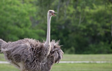 Ostriches at Busch Gardens Tampa Bay