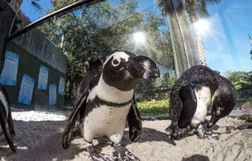 Penguins at Busch Gardens Tampa Bay