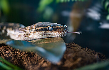 See the Snakes at Busch Gardens Tampa Bay