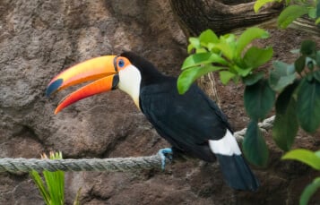See Toucans at Busch Gardens Tampa Bay