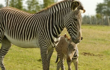 Grevy's Zebras at Busch Gardens Tampa Bay