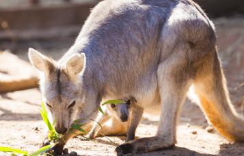 Wallaroos at Busch Gardens Tampa Bay
